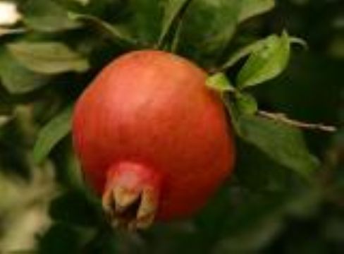 Pomegranate Extract;Pomegranate P.E.Ellagic Acid40%---90% 